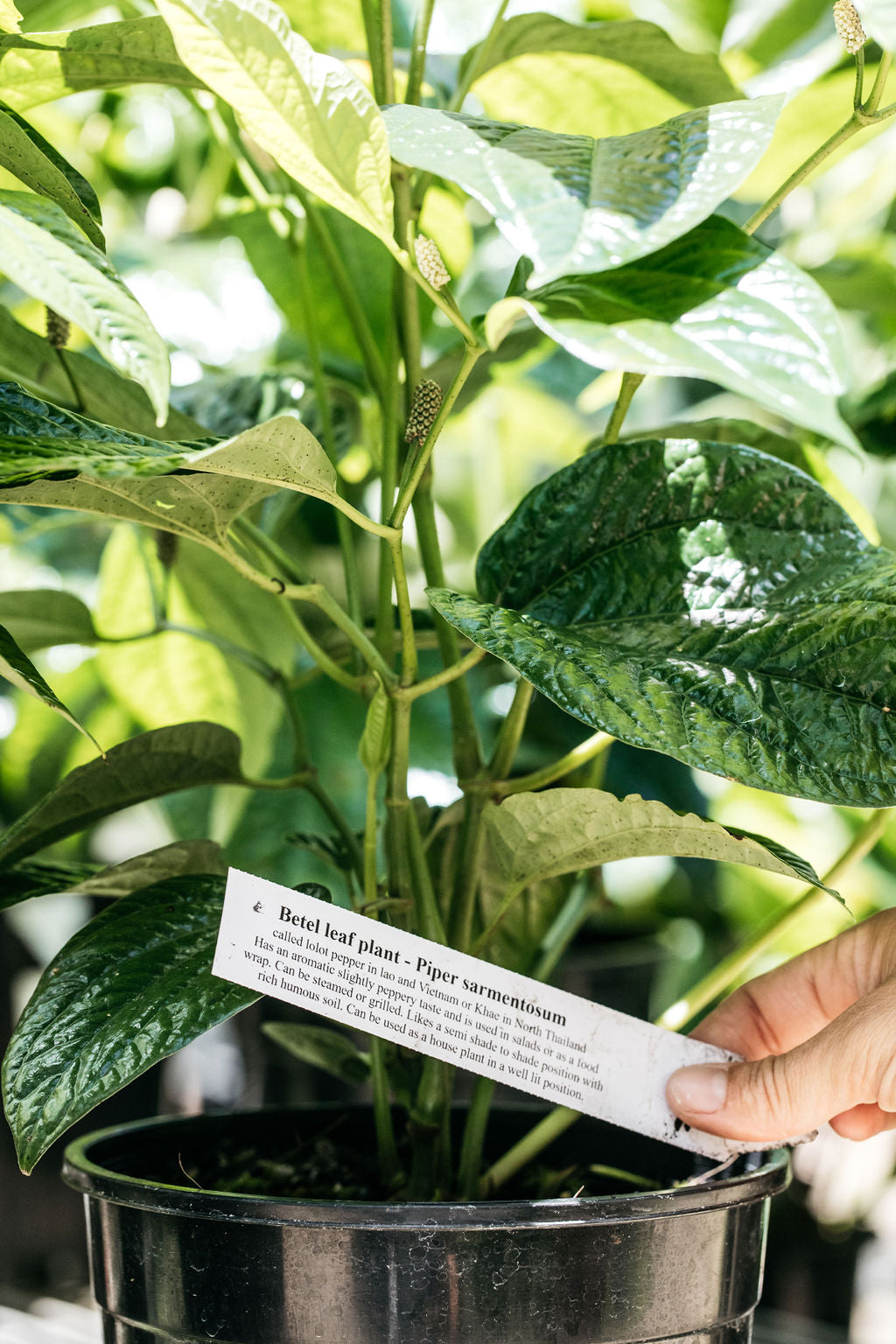 Betel Leaf Plant (Piper sarmentosum)