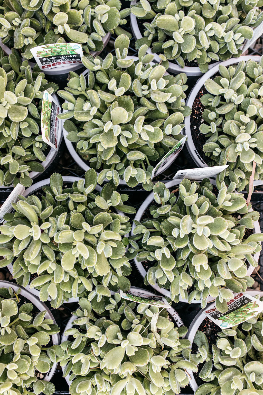 Cotyledon Bears Paw