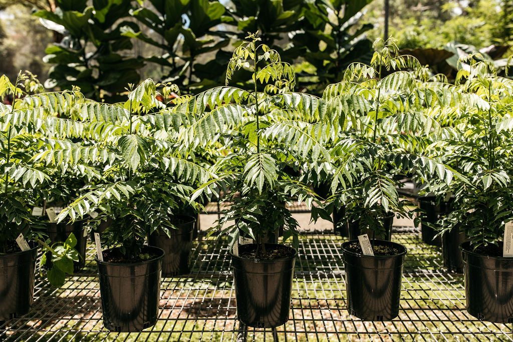 Curry Leaf Tree (Murraya koenigii) – The Palms Sydney