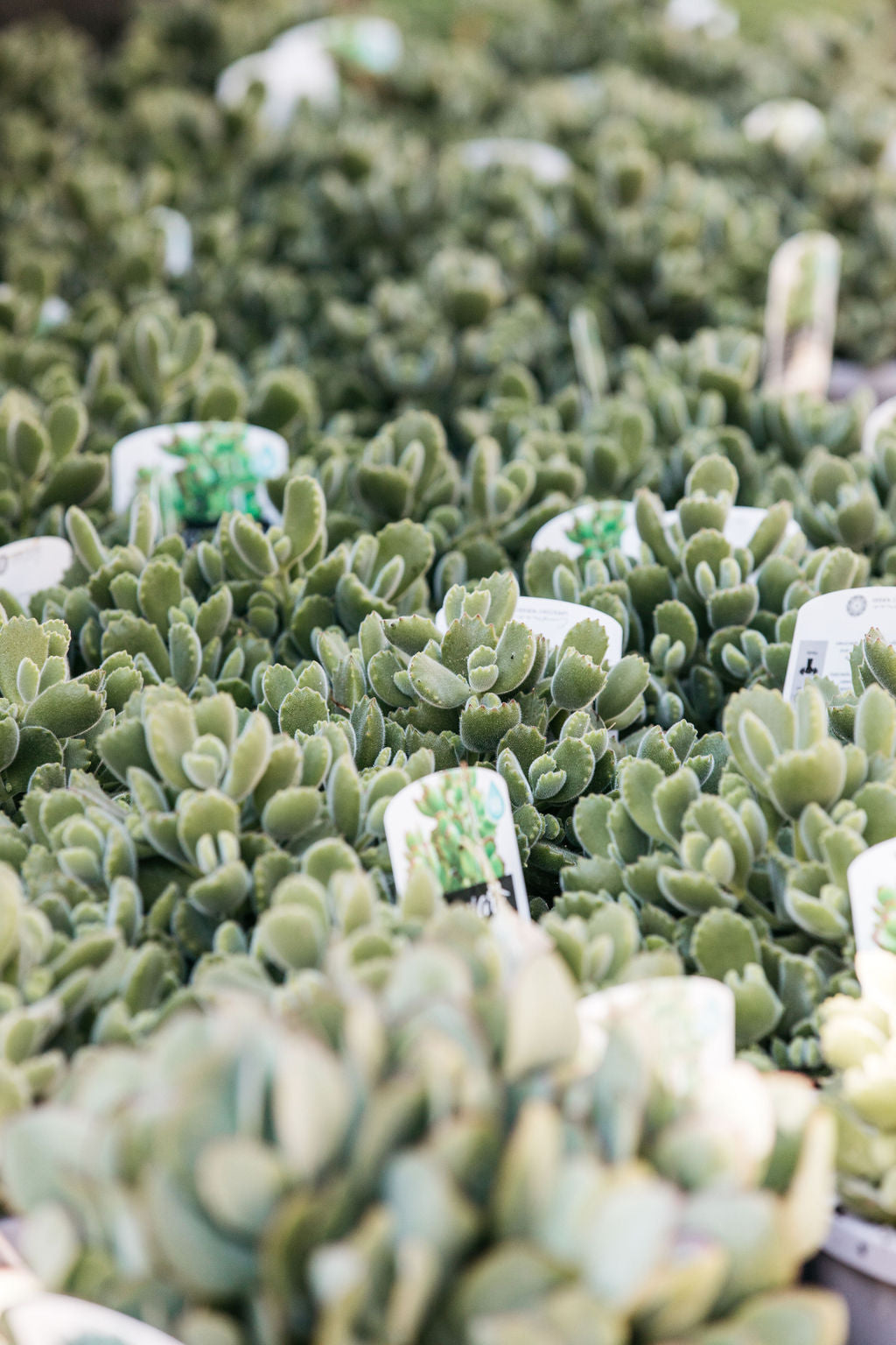 Cotyledon Bears Paw