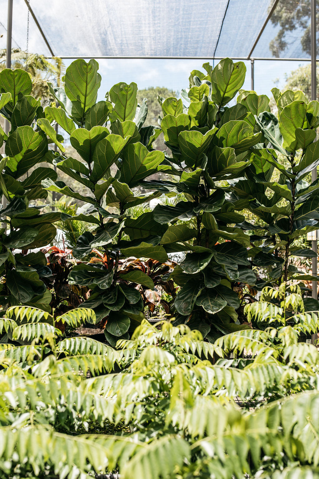 Fiddle Leaf Fig (Ficus lyrata)