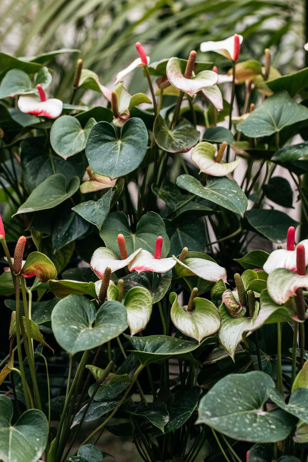 anthurium plants for sale australia Anthurium andraeanum (Flamingo Flower) Mixed – The Palms Sydney
