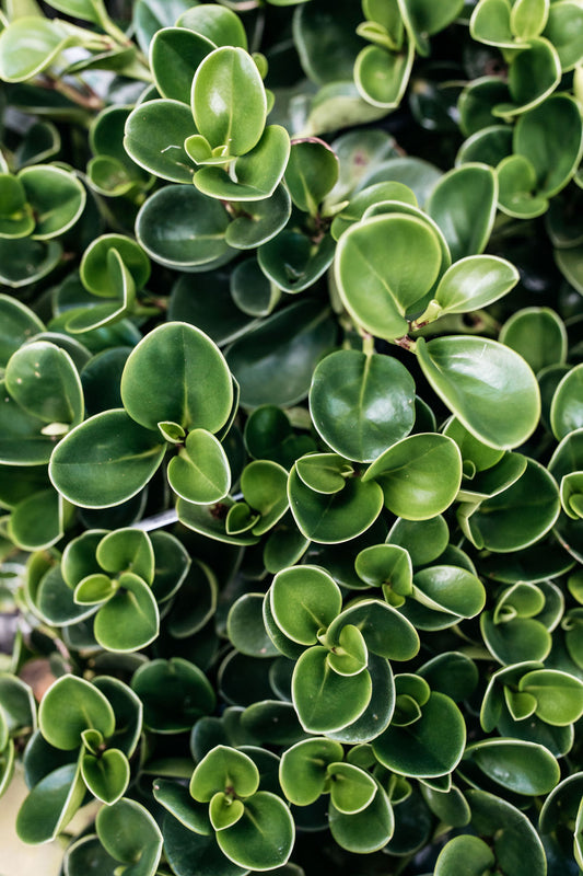australian rubber tree Ficus elastica 'Burgundy' (Rubber Tree) – The Palms Sydney