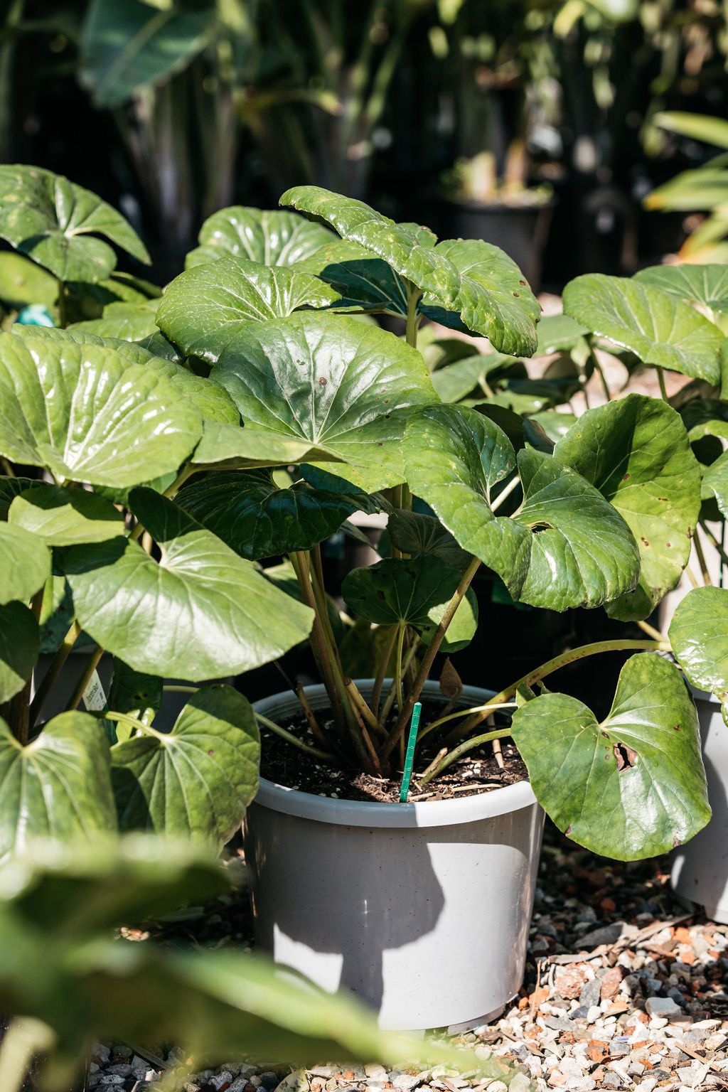 Tractor Seat Plant (Ligularia dentata)