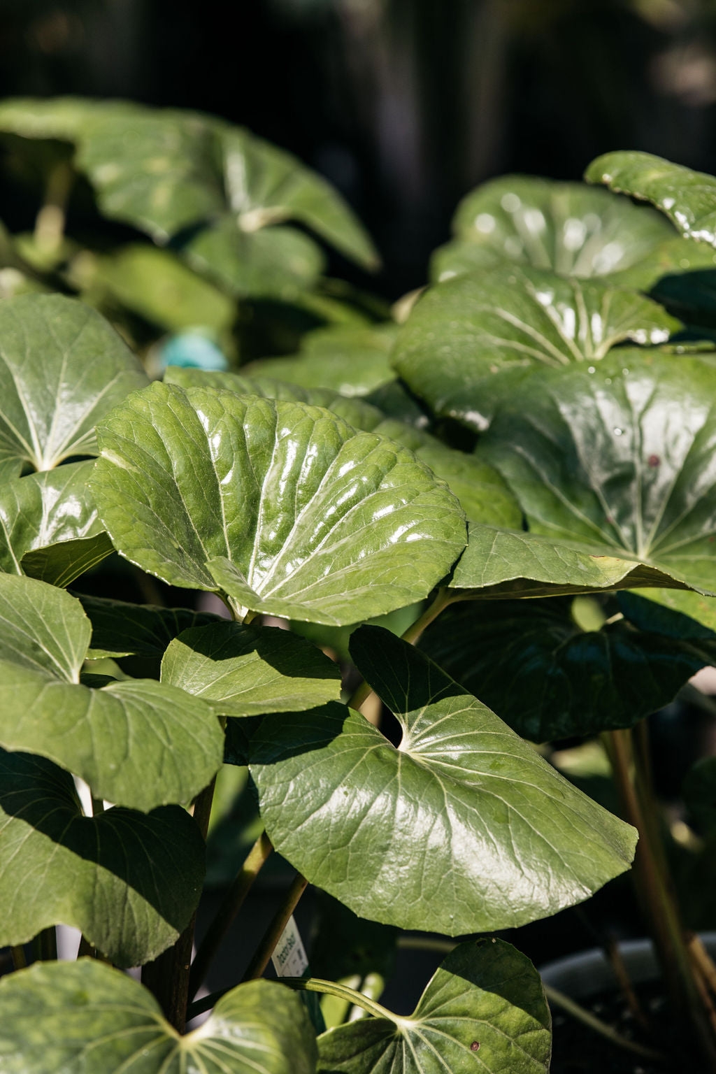 Tractor Seat Plant (Ligularia dentata)