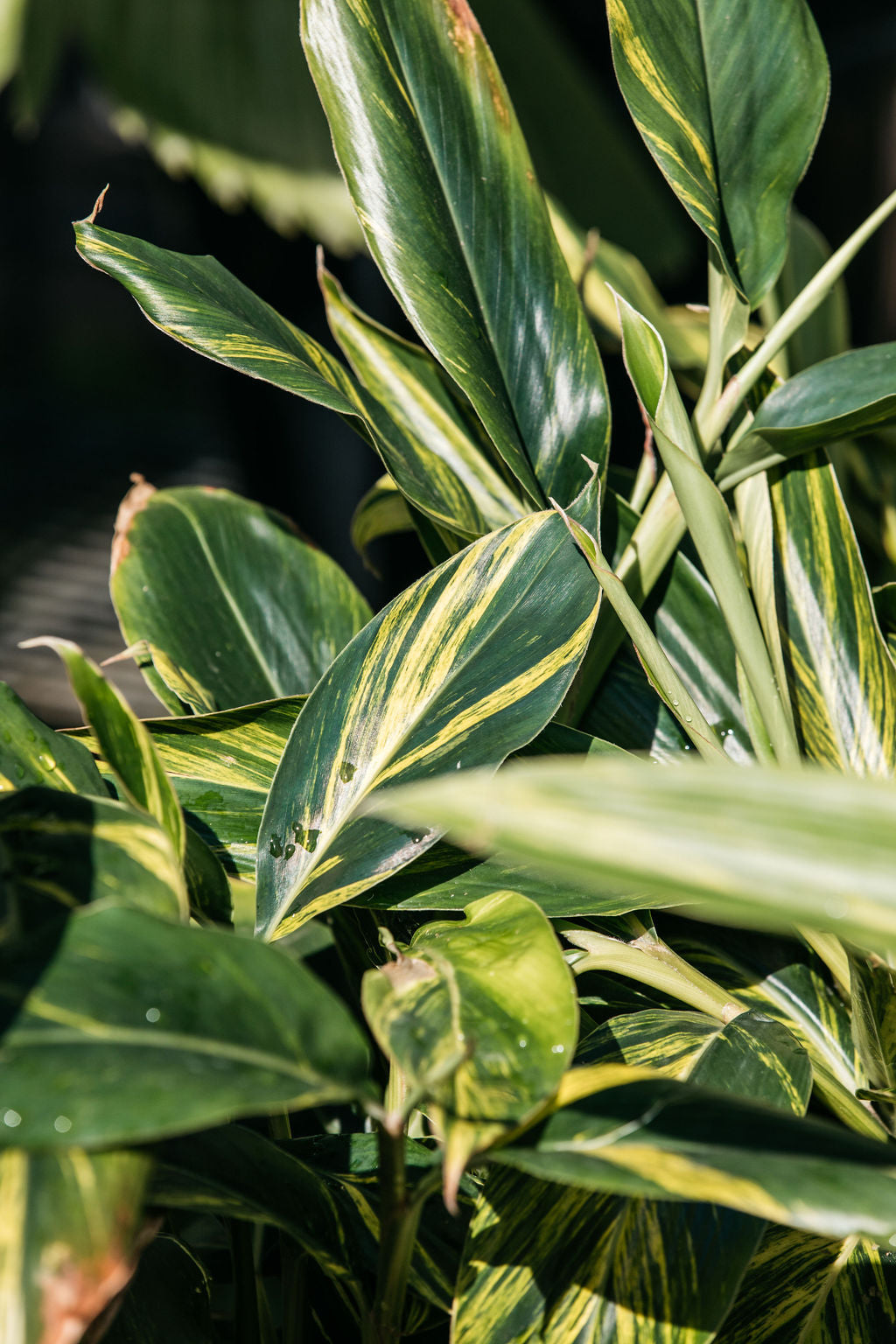 Variegated Shell Ginger (Alpinia zerumbet)