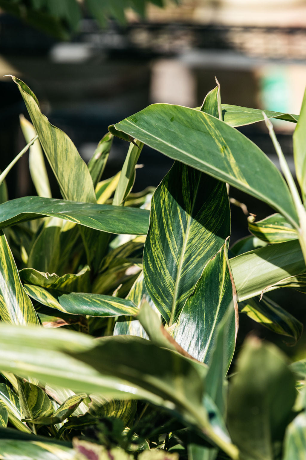 Variegated Shell Ginger (Alpinia zerumbet)