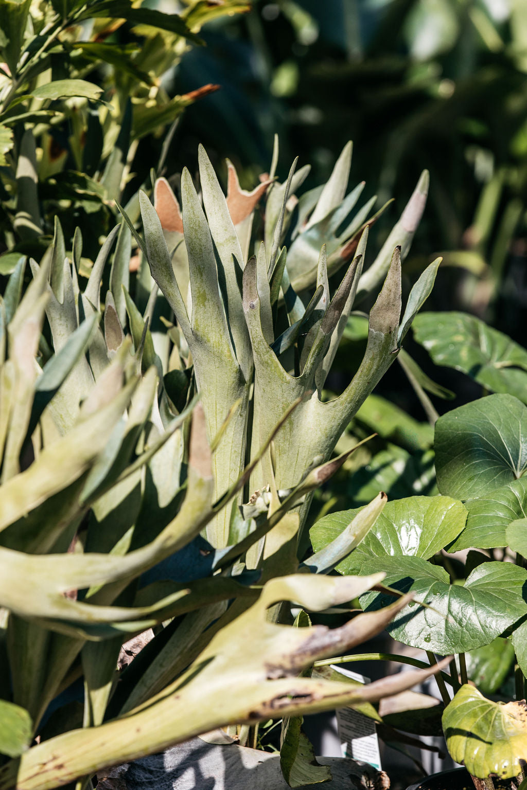 Elkhorn (Platycerium bifurcatum)