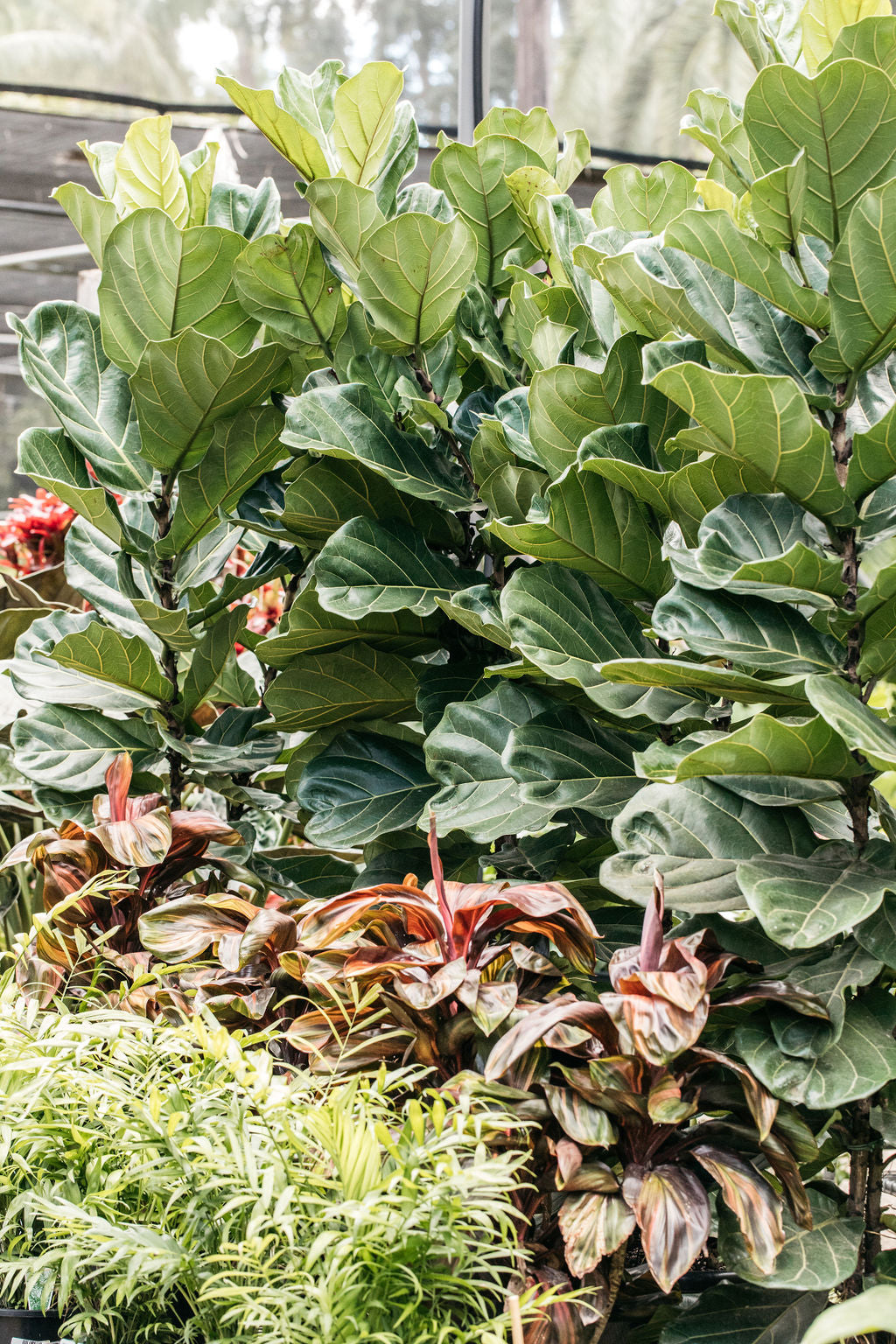 Fiddle Leaf Fig (Ficus lyrata)