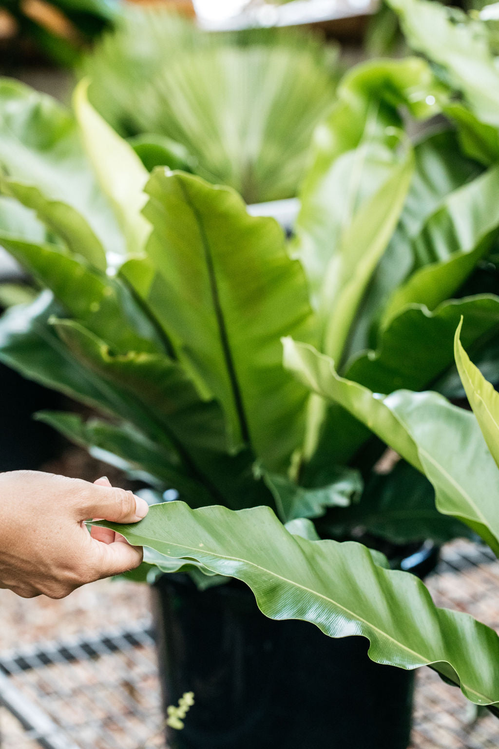birds nest fern for sale australia Asplenium australasicum (Birds Nest Fern) – The Palms Sydney
