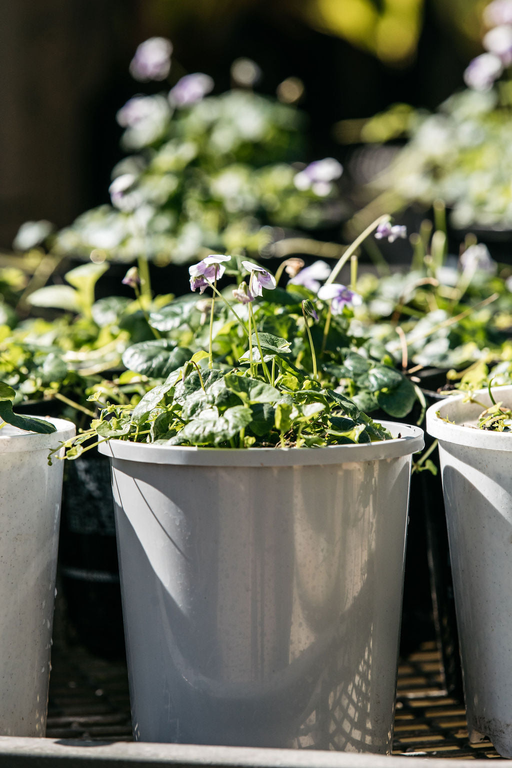 Native Violia Viola hederacea (Native Violet) – The Palms Sydney