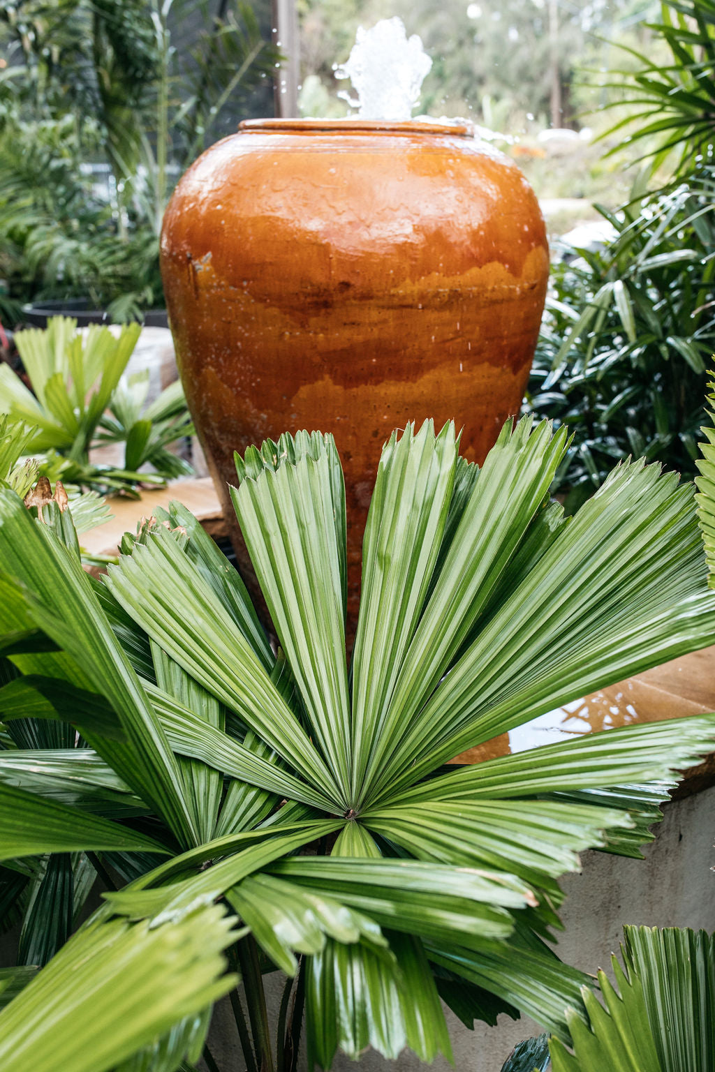 Elegant Fan Palm (Licuala elegans)