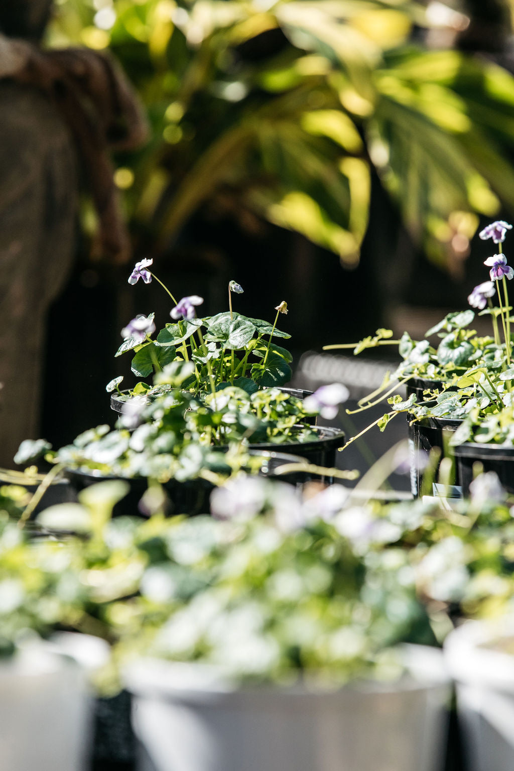 Native Violet (Viola hederacea)