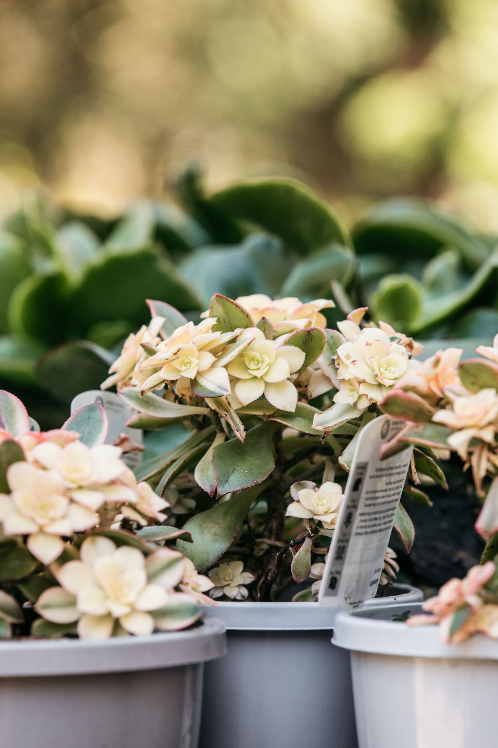 Aeonium 'Tricolour'