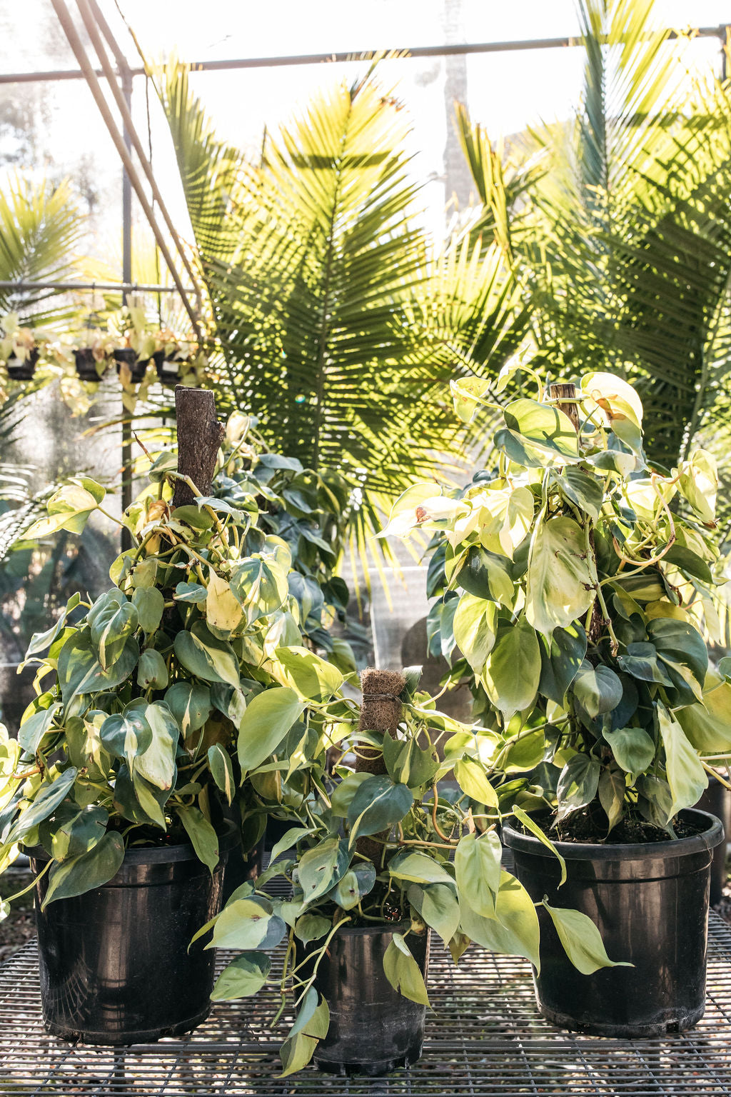 Devil's Ivy - Pothos (Epipremnum aureum)