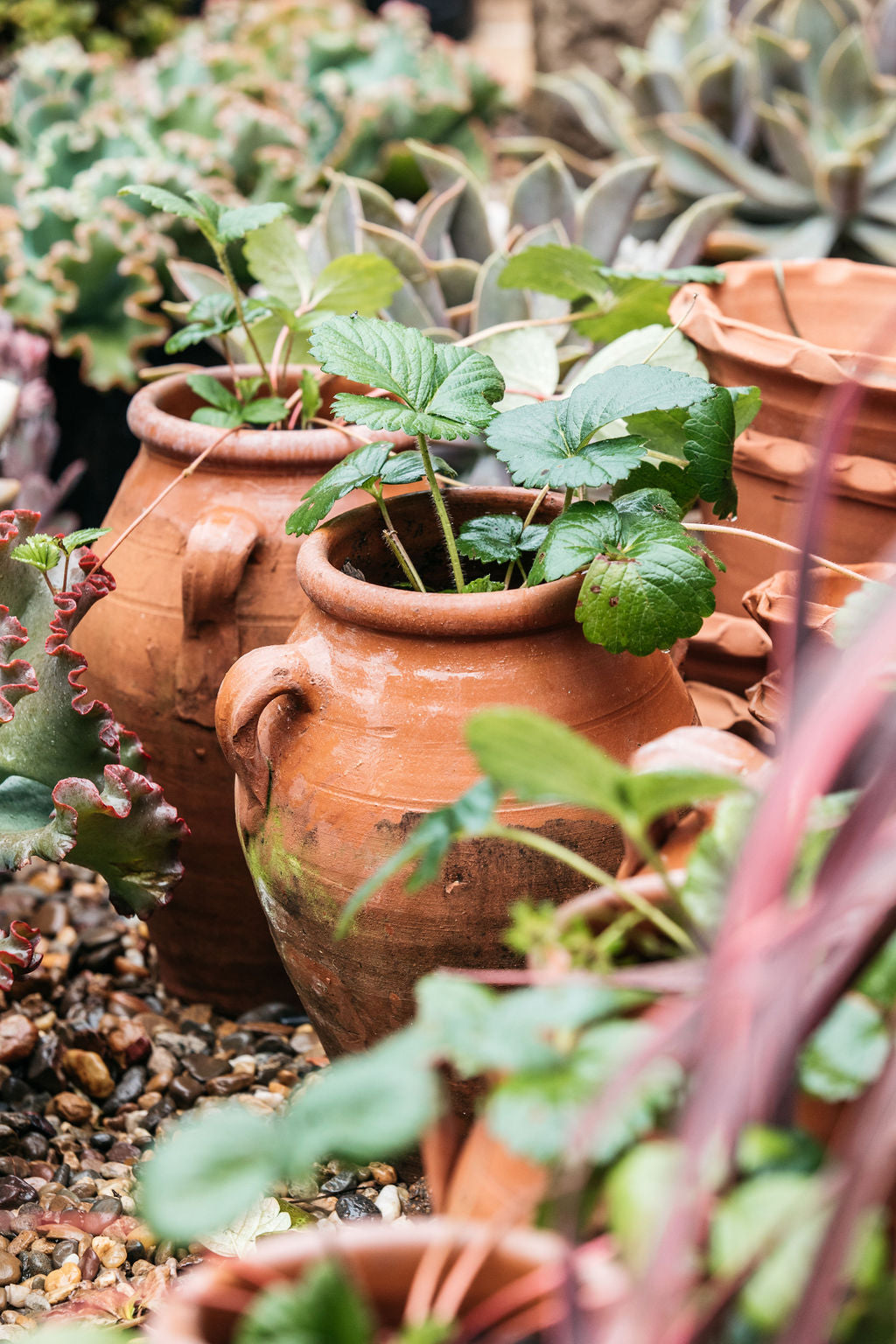 Strawberry Urn Planter