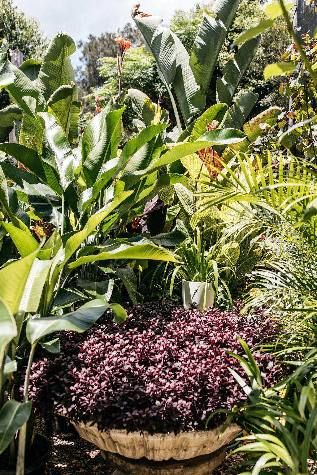 Alternanthera dentata 'Little Ruby' (Little Ruby)