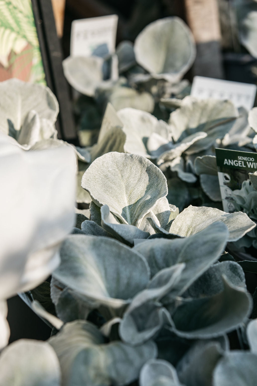 Angel Wings (Senecio)