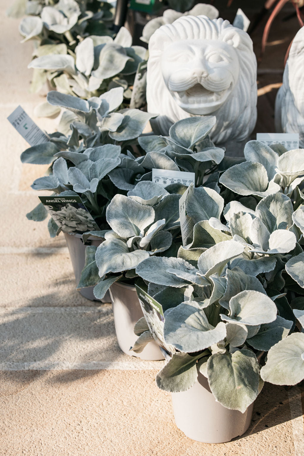 Angel Wings (Senecio)