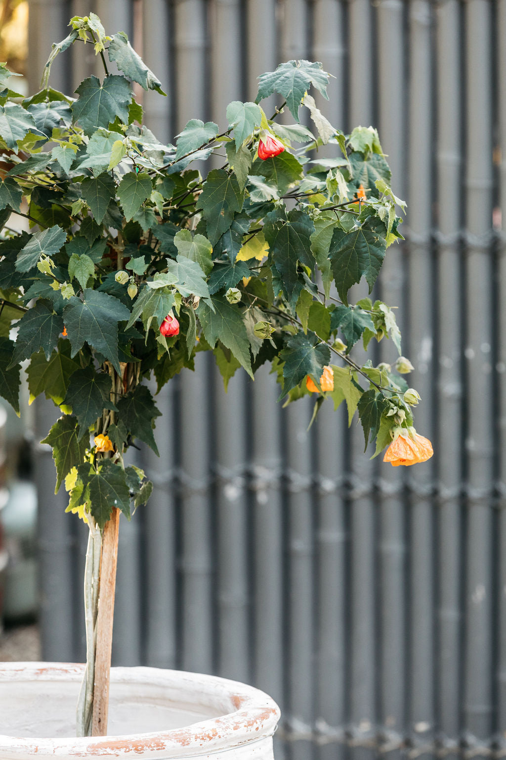 Chinese Lantern (Abutilon x hybridum)