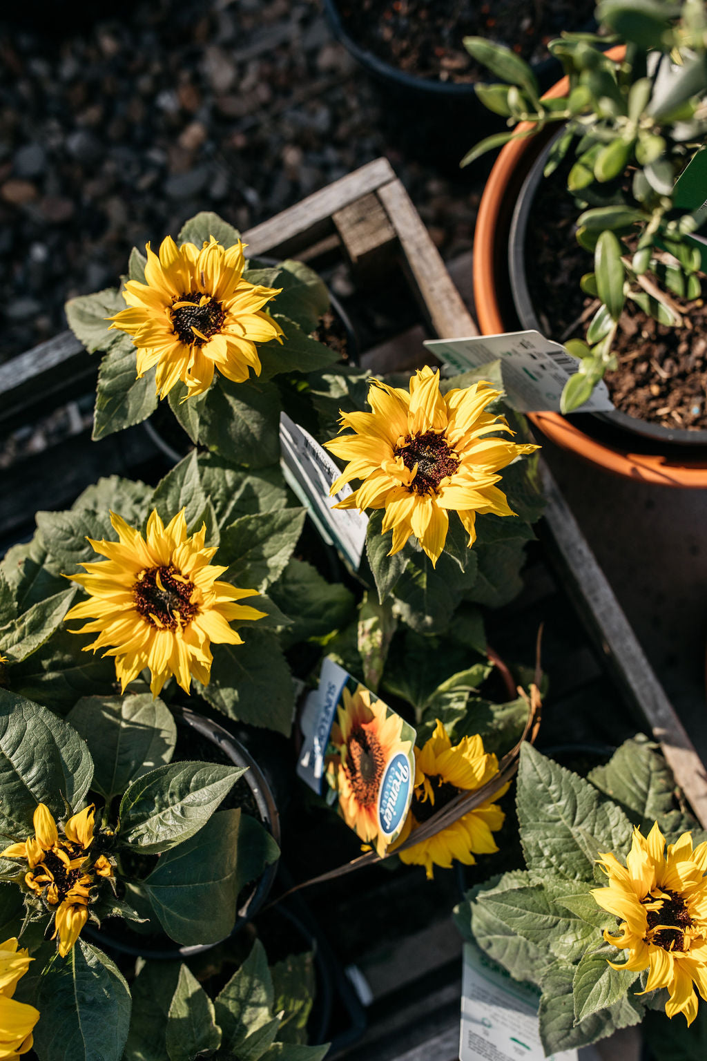 Sunflower