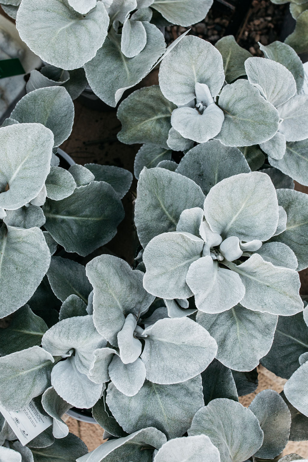 Angel Wings (Senecio)