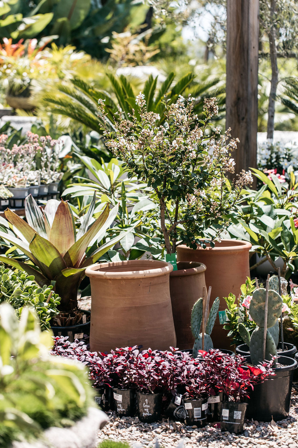 Alternanthera dentata 'Little Ruby' (Little Ruby)