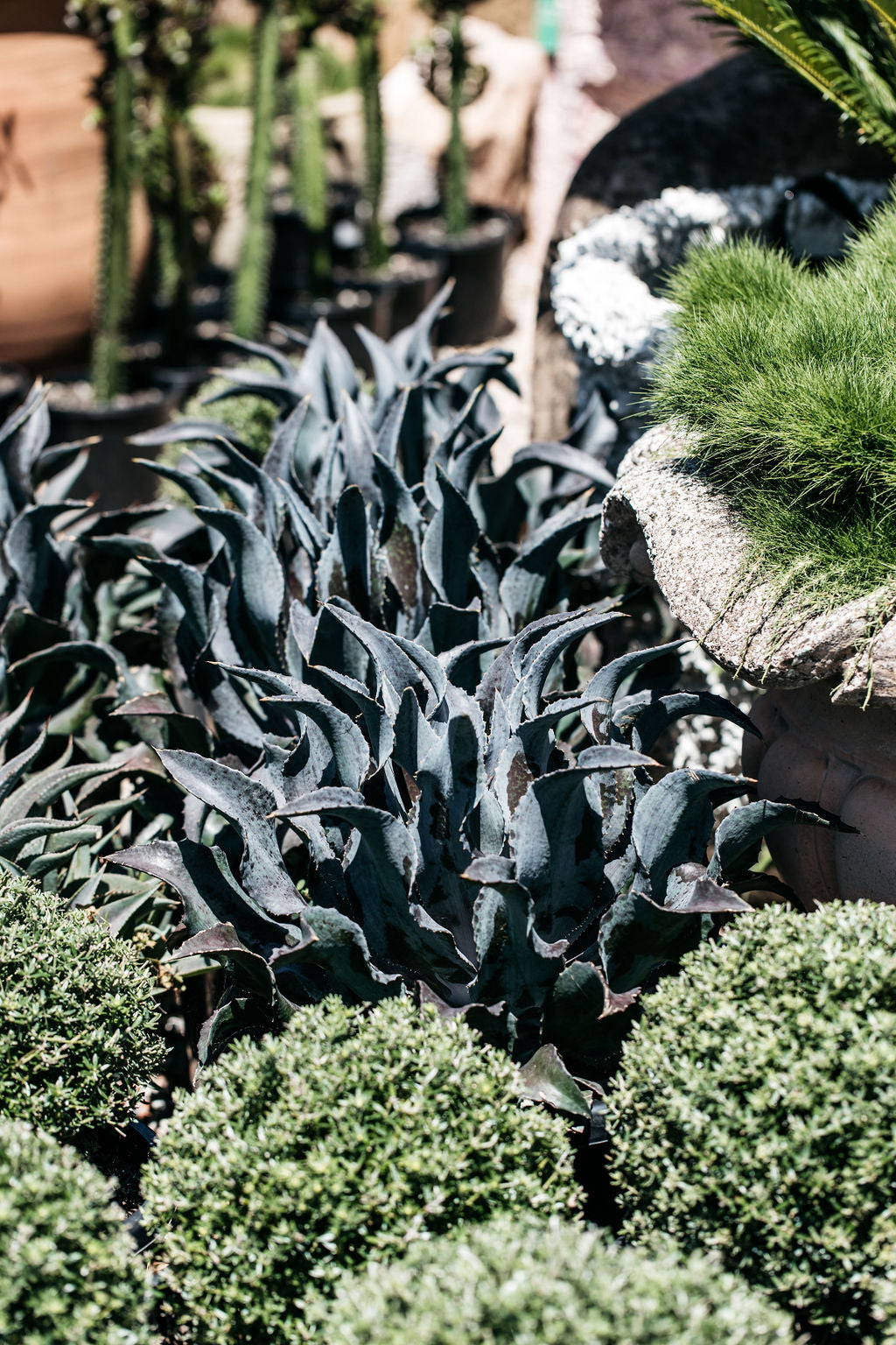 Black Spined Agave (Agave macroacantha)