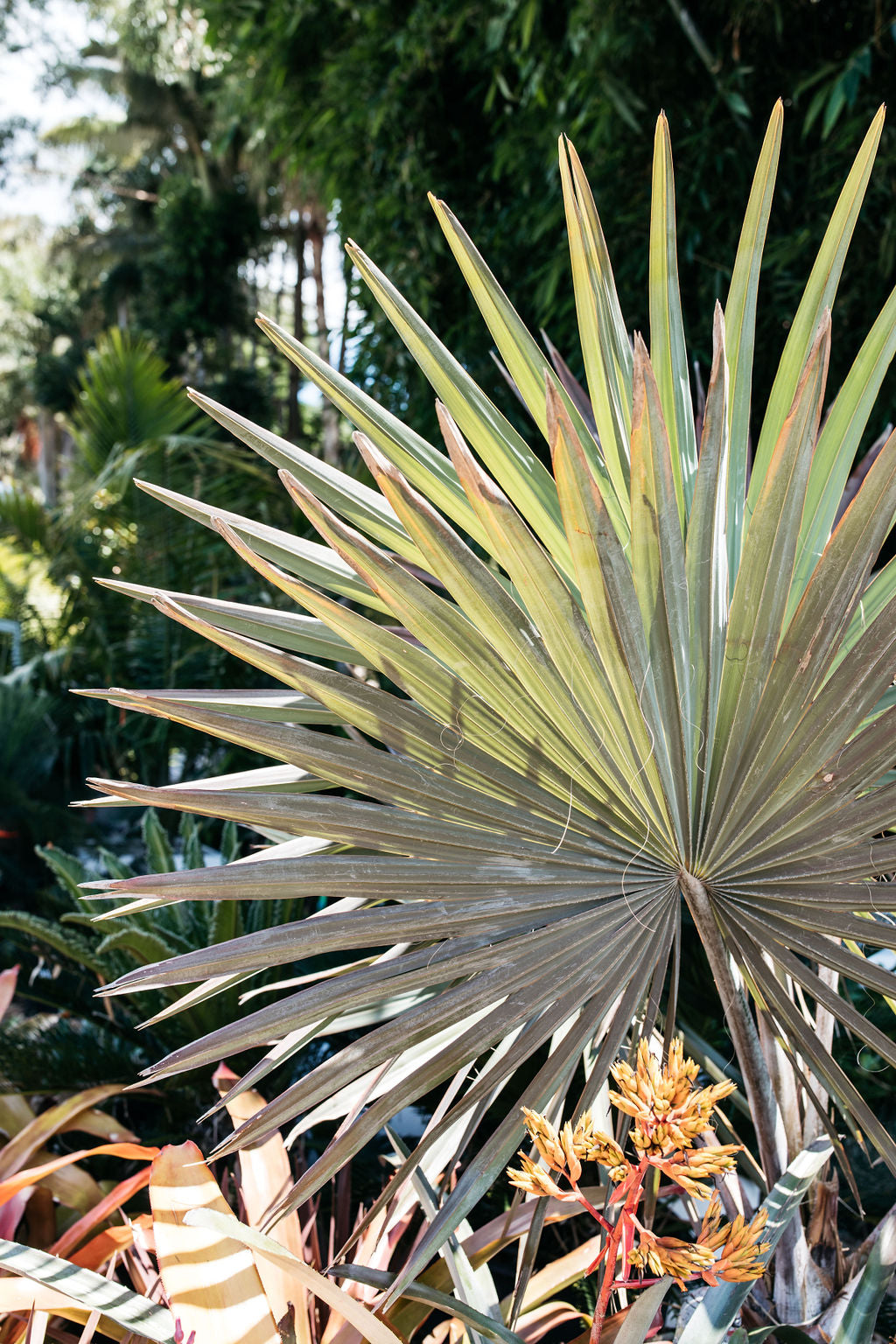 Bismarck Palm ' Bismarckia nobilis'