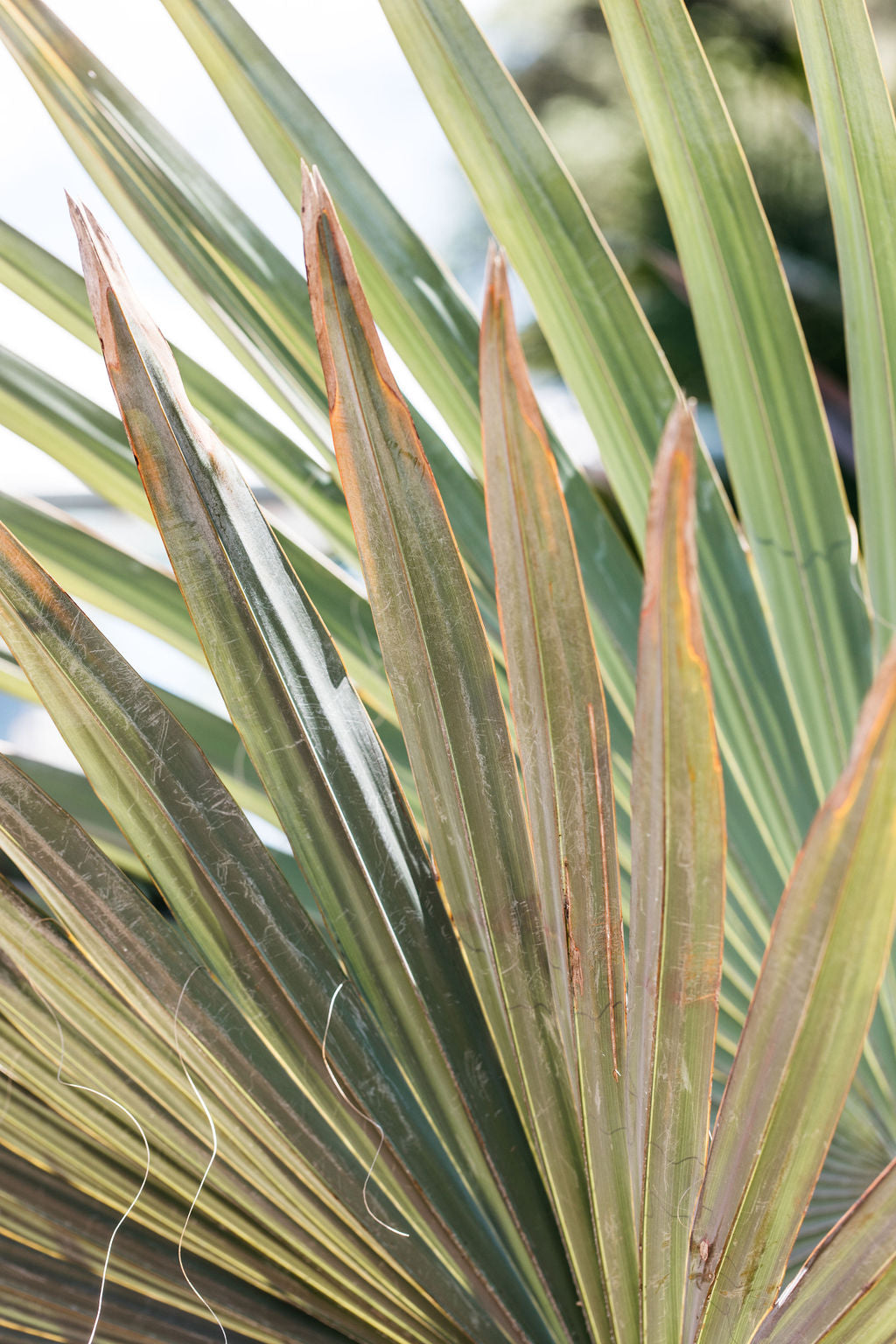 Bismarck Palm ' Bismarckia nobilis'