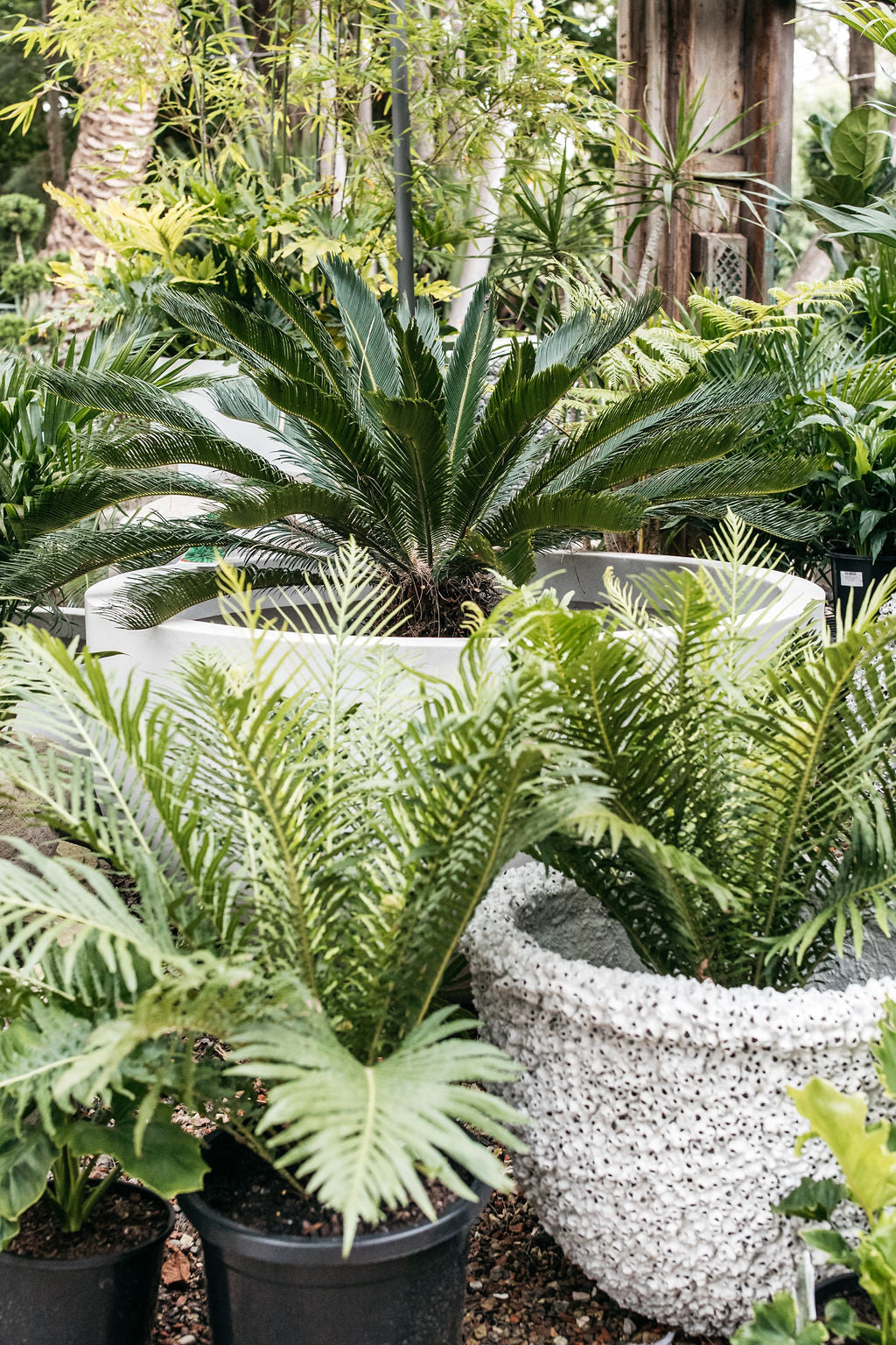 Cycad - Sago Palm (Cycas revoluta)