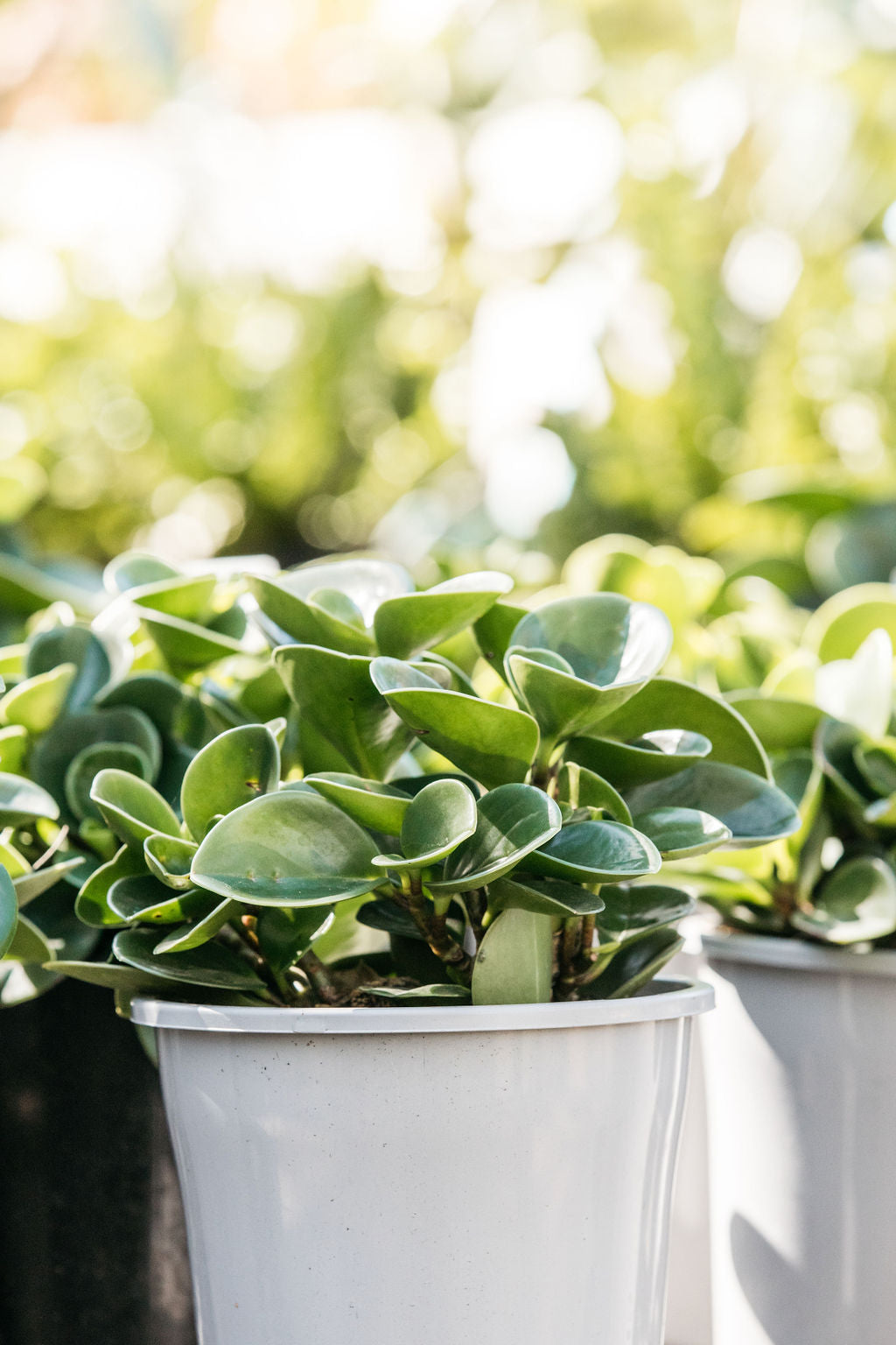 Peperomia obtusifolia Jade