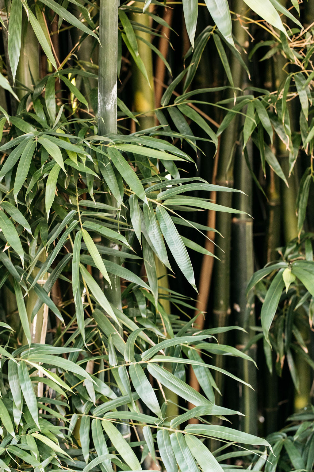Slender Weaver Bamboo 'Gracilis' (Bambusa textilis)