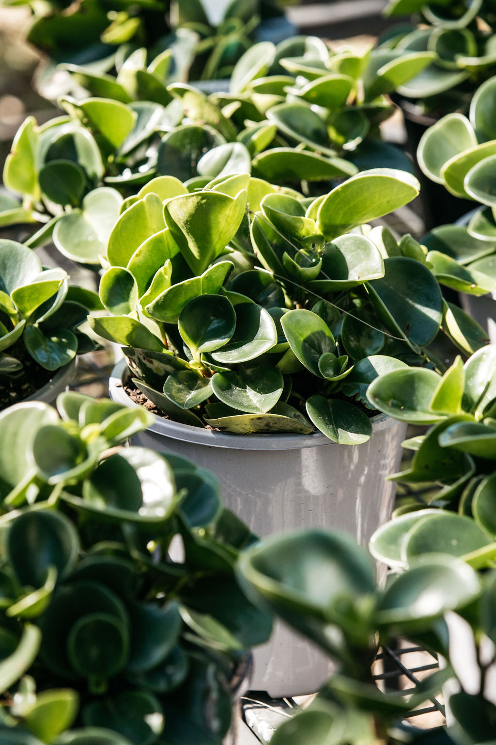jade rubber tree Peperomia obtusifolia 'Jade' (Baby Rubber Plant)