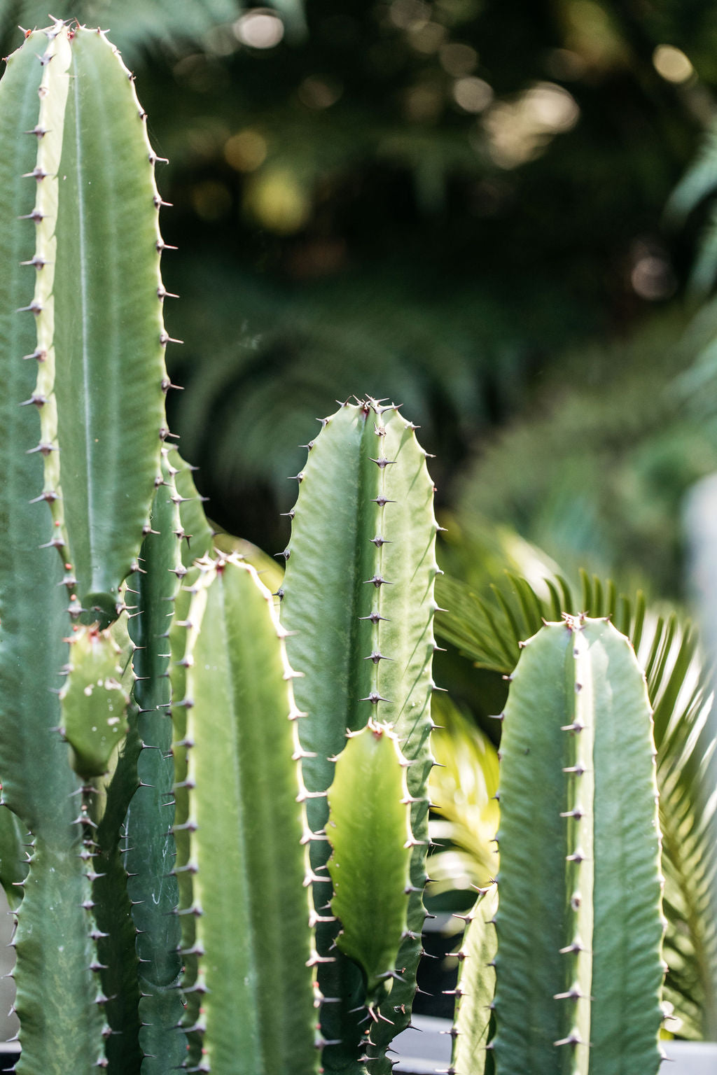 Cowboy Cactus (Euphorbia ingens)