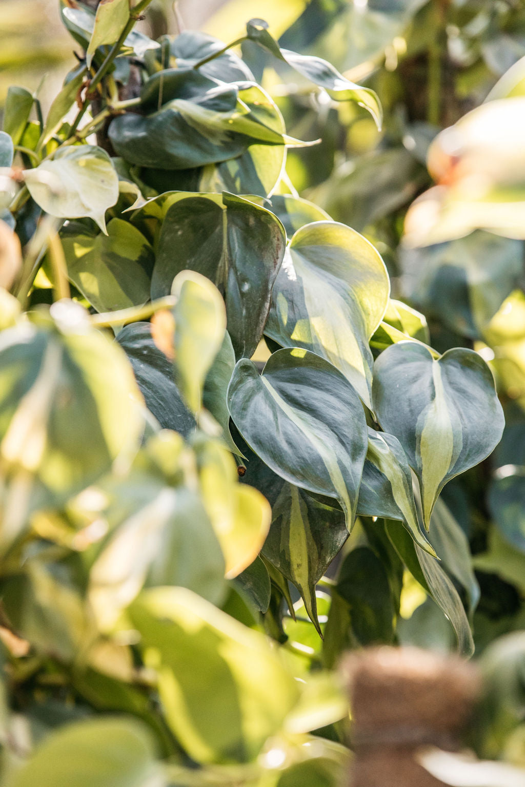 Devil's Ivy - Pothos (Epipremnum aureum)