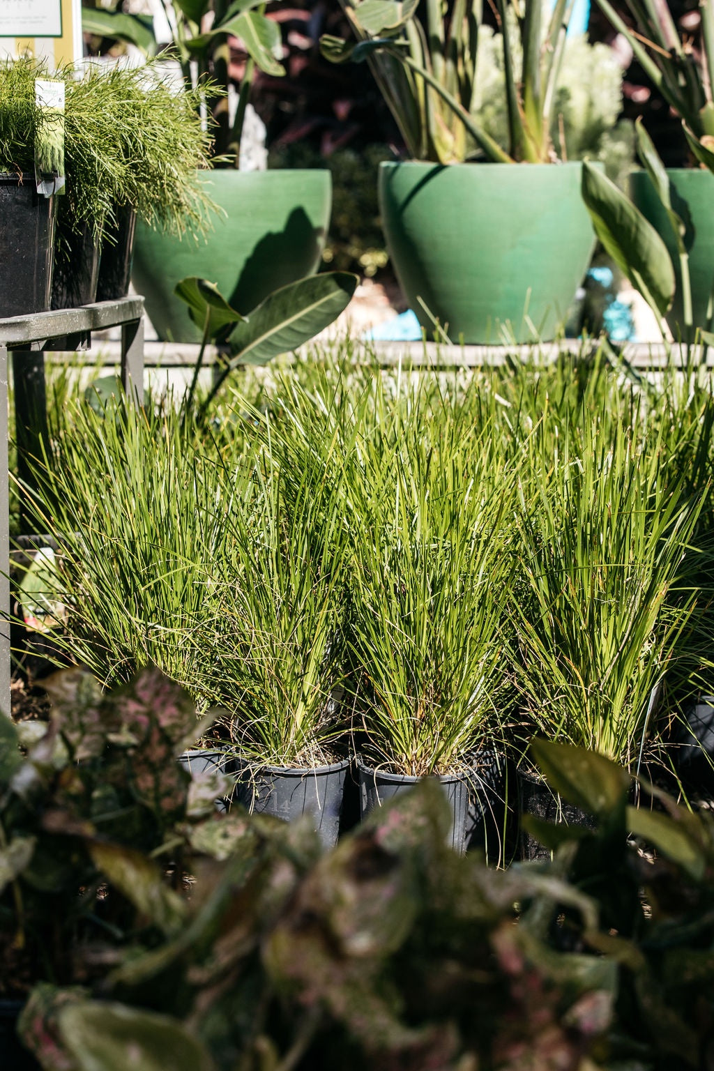 Lomandra 'Little Lime'