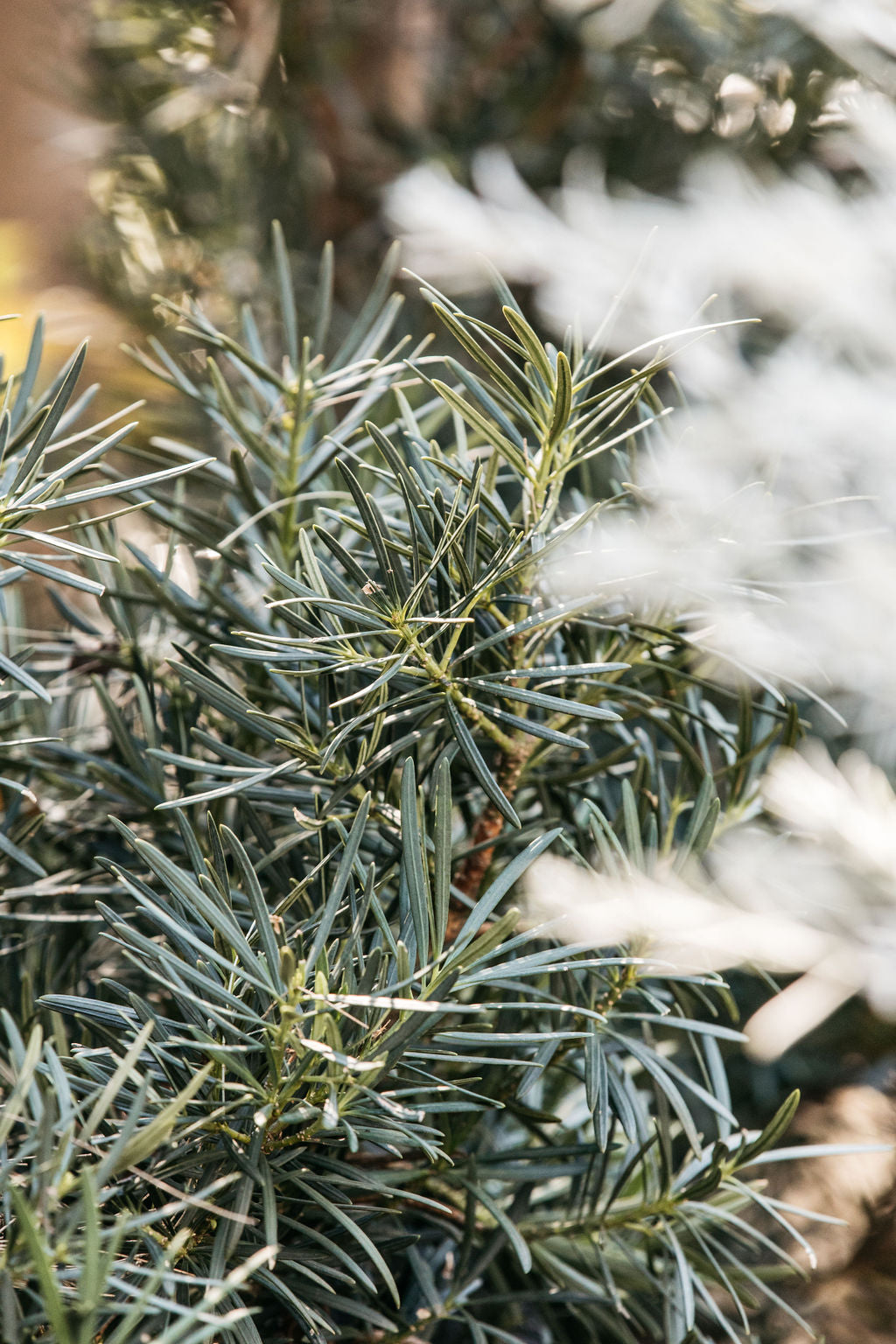 Plum Pine (Podocarpus macrophyllus ‘Maki’)