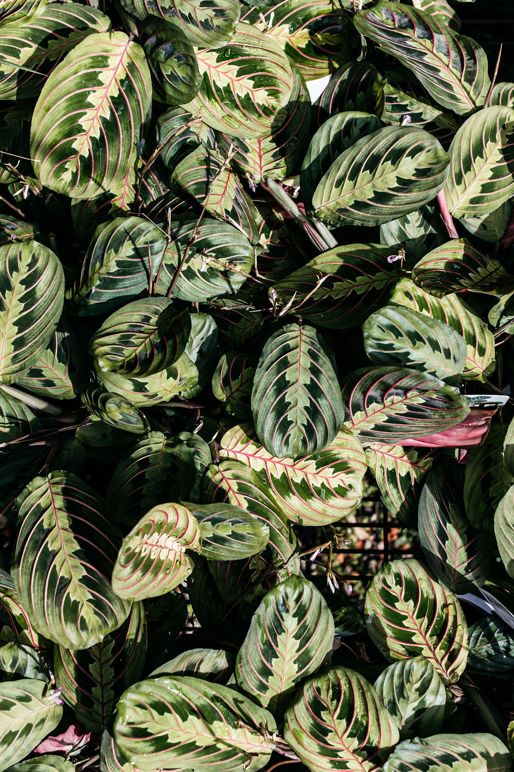 Maranta Red Vein