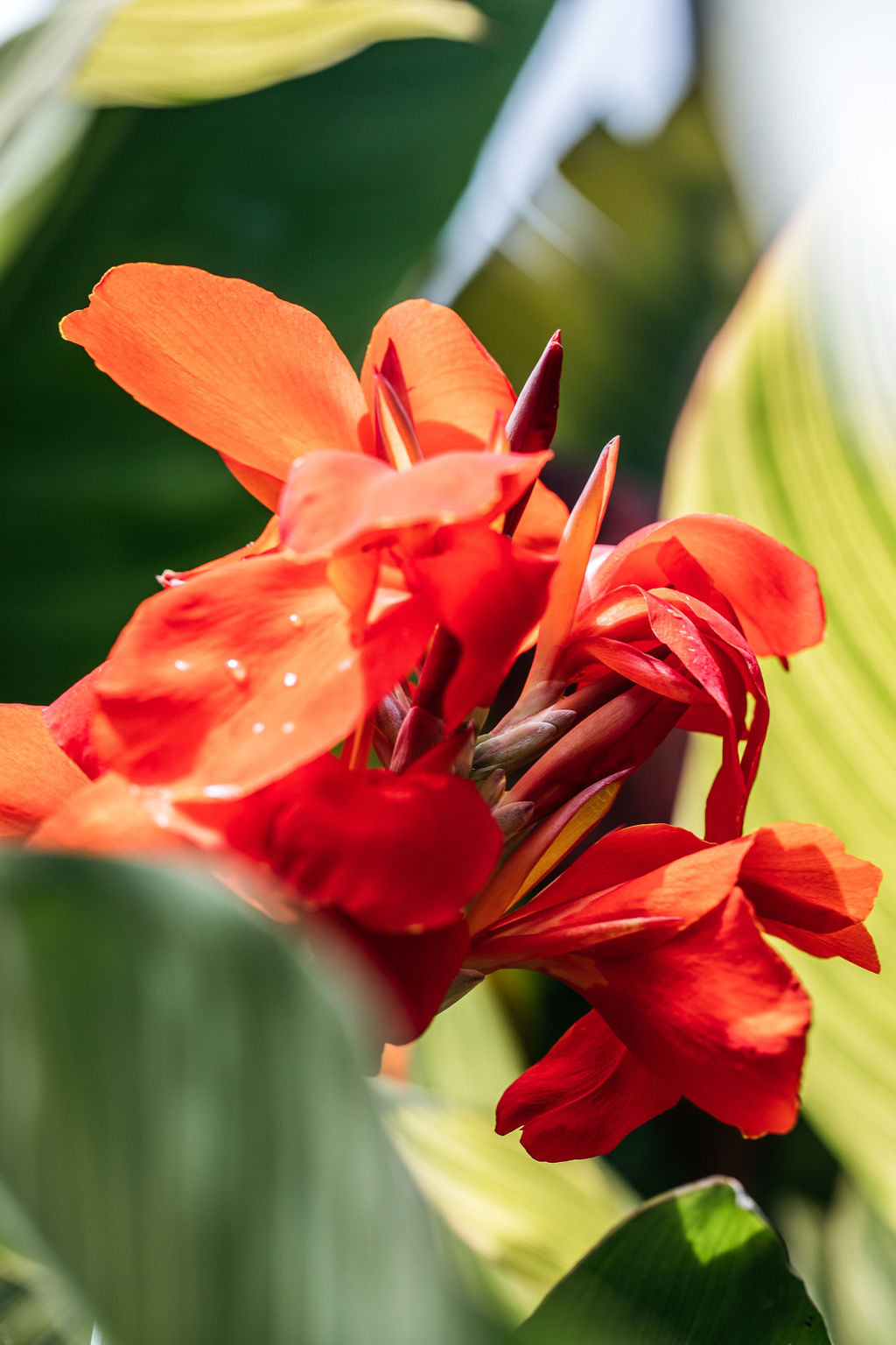 Canna Lily Green