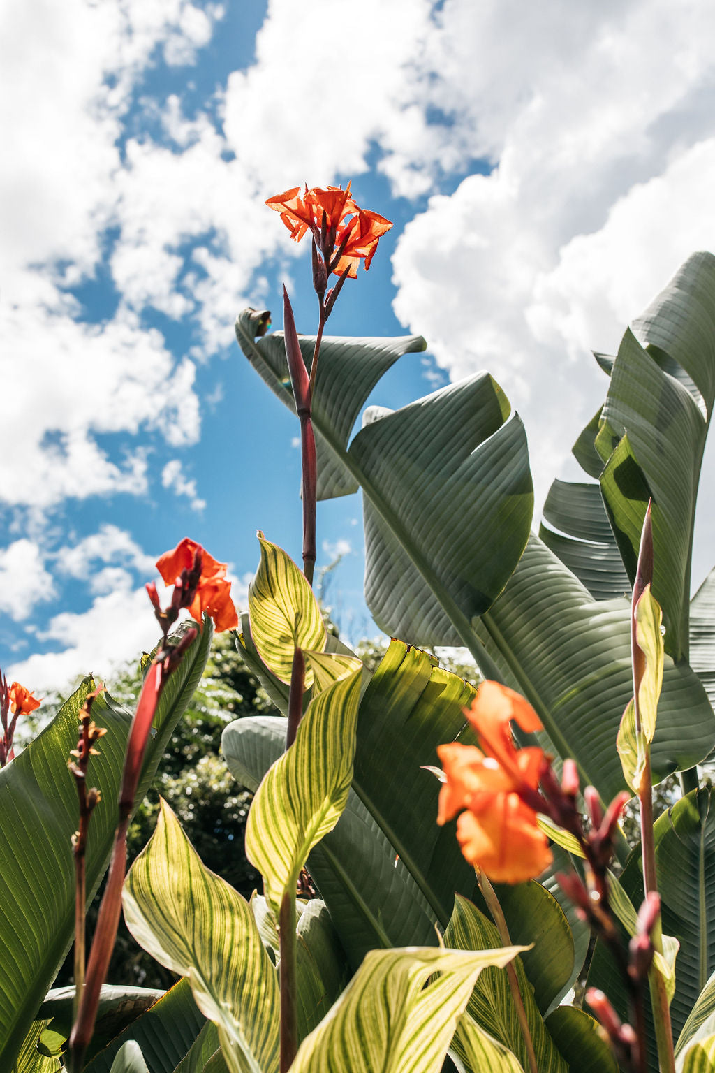 Canna Lily 'Pretoria'