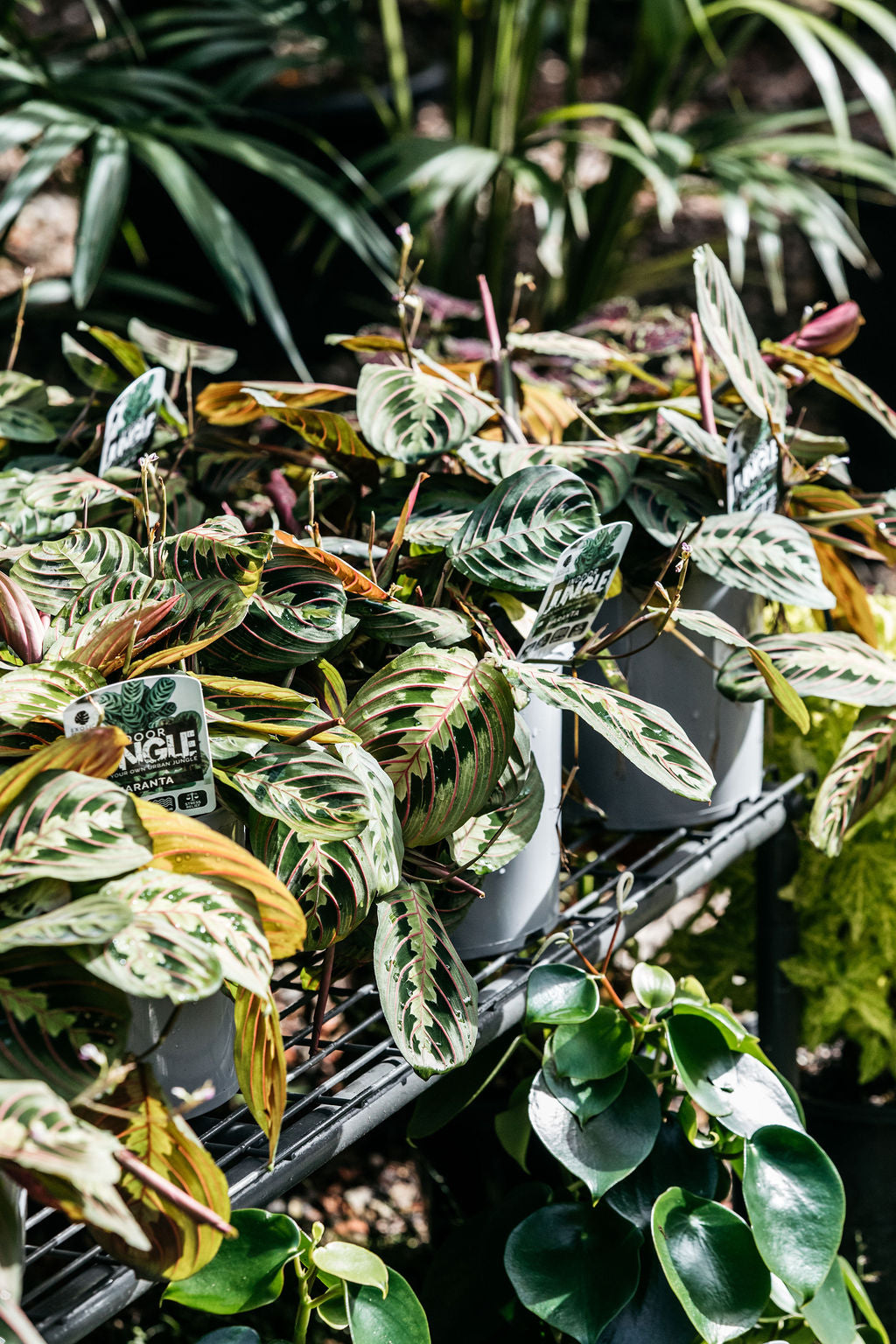Maranta Red Vein