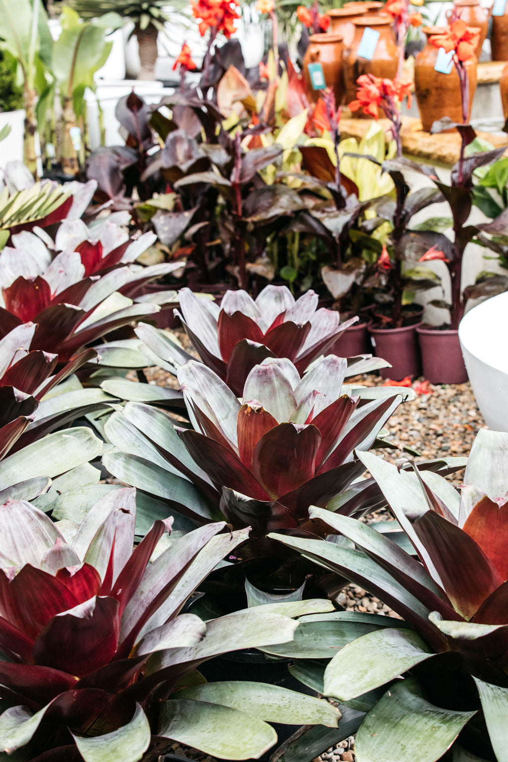 Bromeliad 'Silver Plum' (Alcantarea)