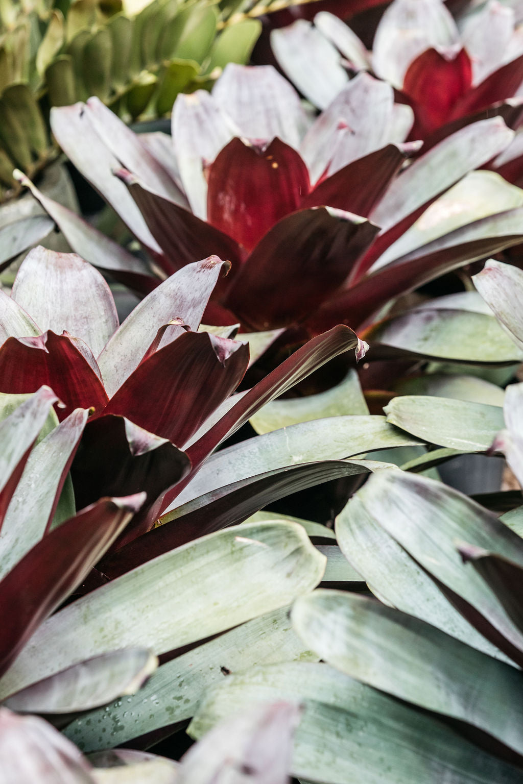 Bromeliad 'Silver Plum' (Alcantarea)