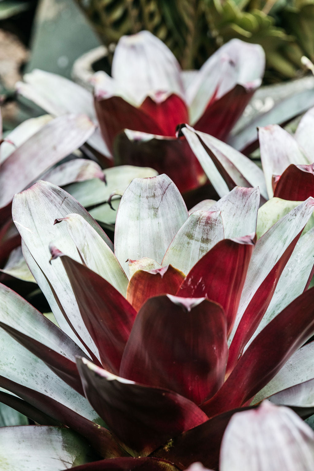 Bromeliad 'Silver Plum' (Alcantarea)