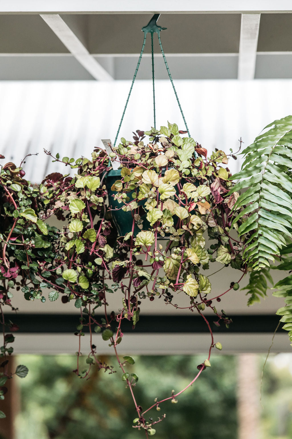 Plectranthus Pygmy