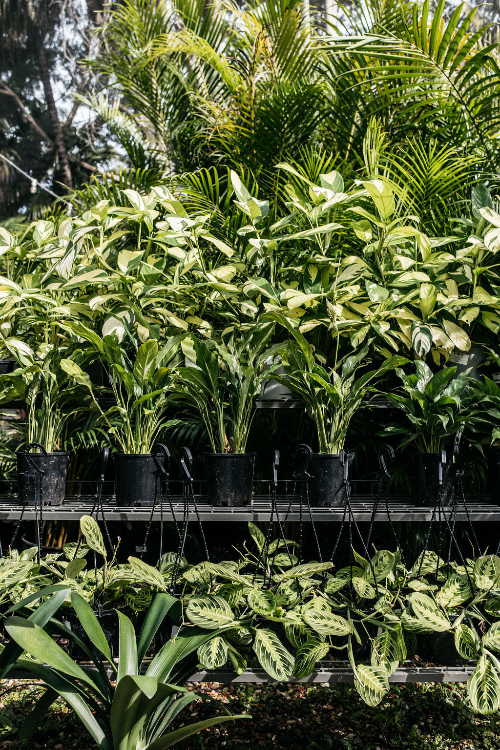 Ctenanthe 'Golden Mosaic' (Ctenanthe)