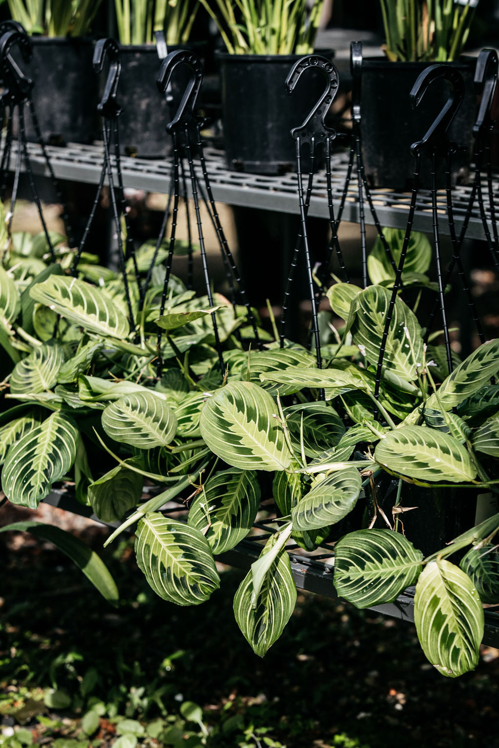 Maranta Lemon and Lime