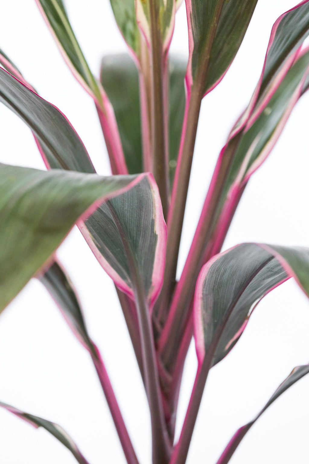 Pink Diamond Cordylines For Sale The Palms Sydney pink-diamond-cordylines-for-sale-the-palms-sydney