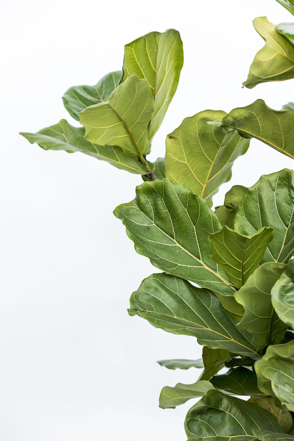 Fiddle Leaf Fig 'Bambino' (Ficus lyrata)